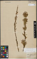 Foto von Salix triandra L. x Salix viminalis L.